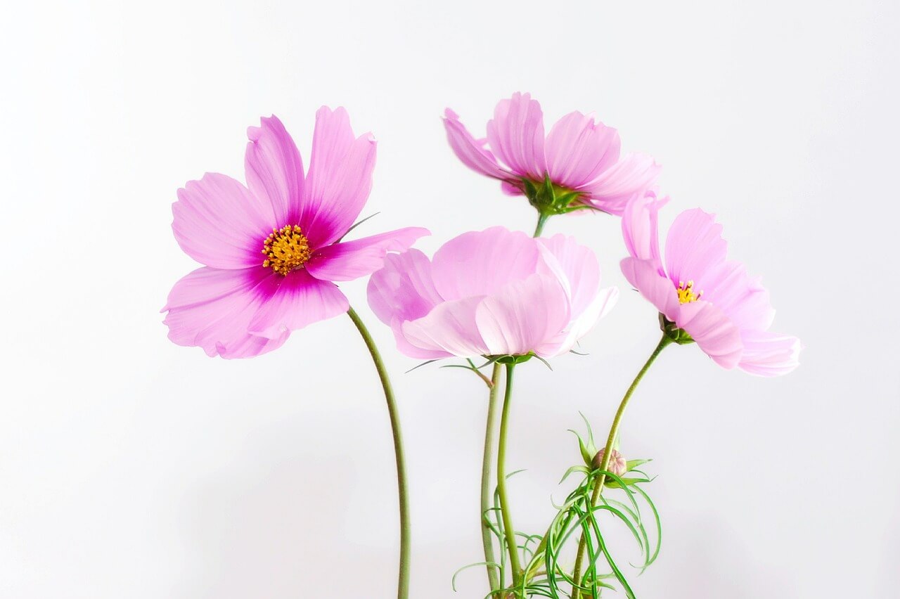 An image of some flowers. The image is centered in the content area.